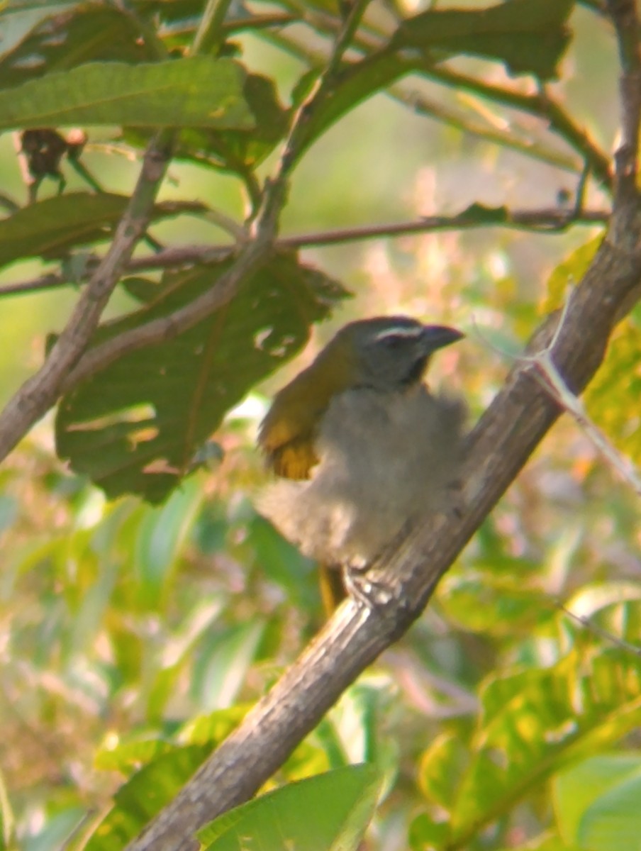 マミジロイカル - ML647250233