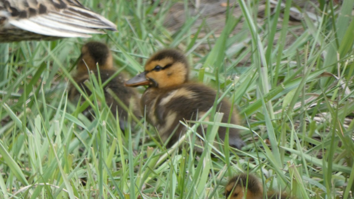 kachna divoká - ML647250236