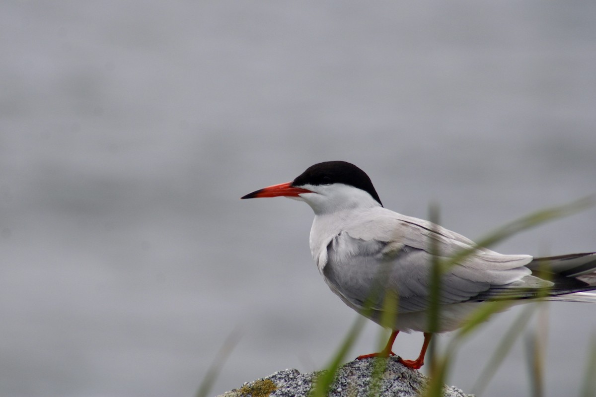 Common Tern - ML647250237