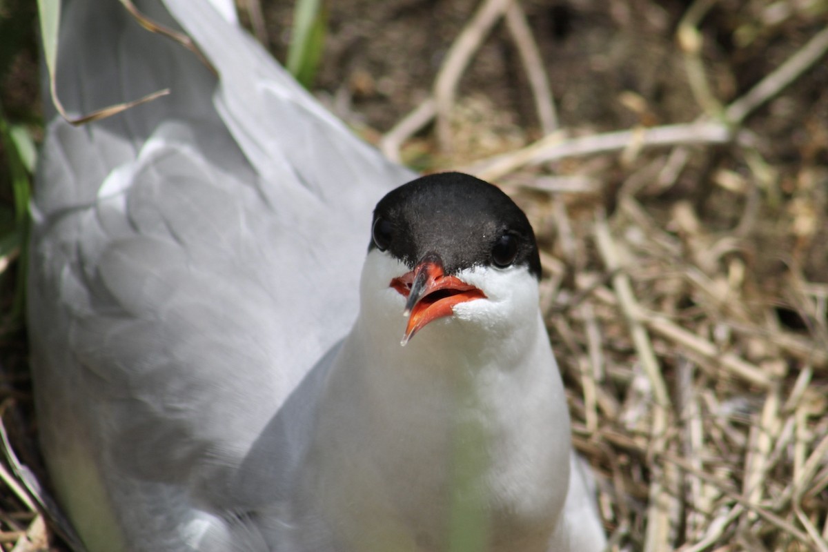 Common Tern - ML647250238