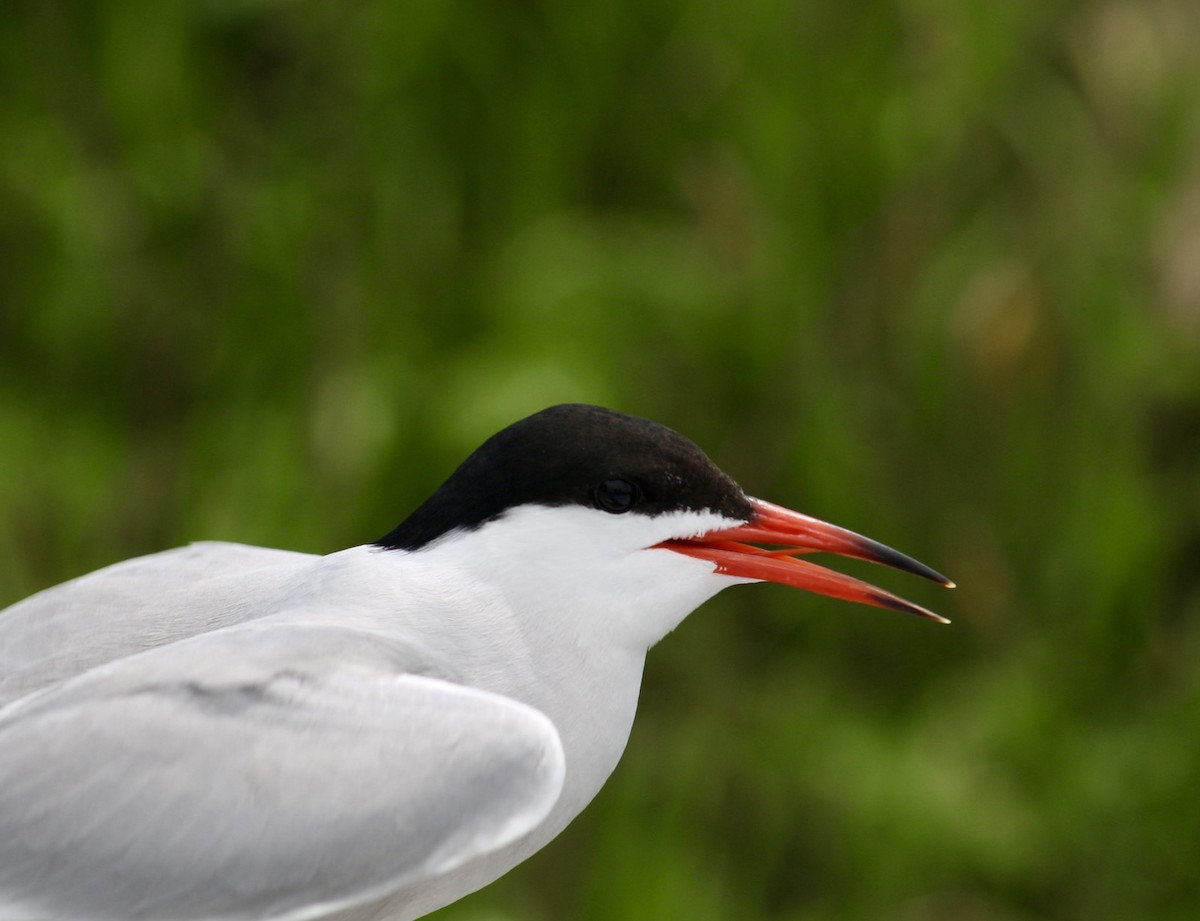 Common Tern - ML647250239