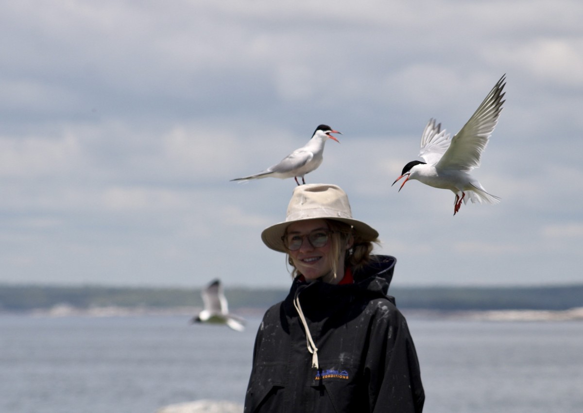 Common Tern - ML647250240