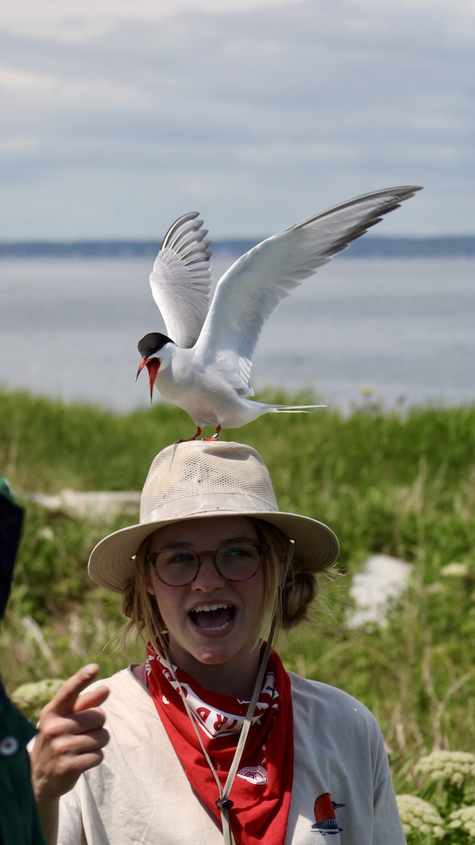 Common Tern - ML647250241