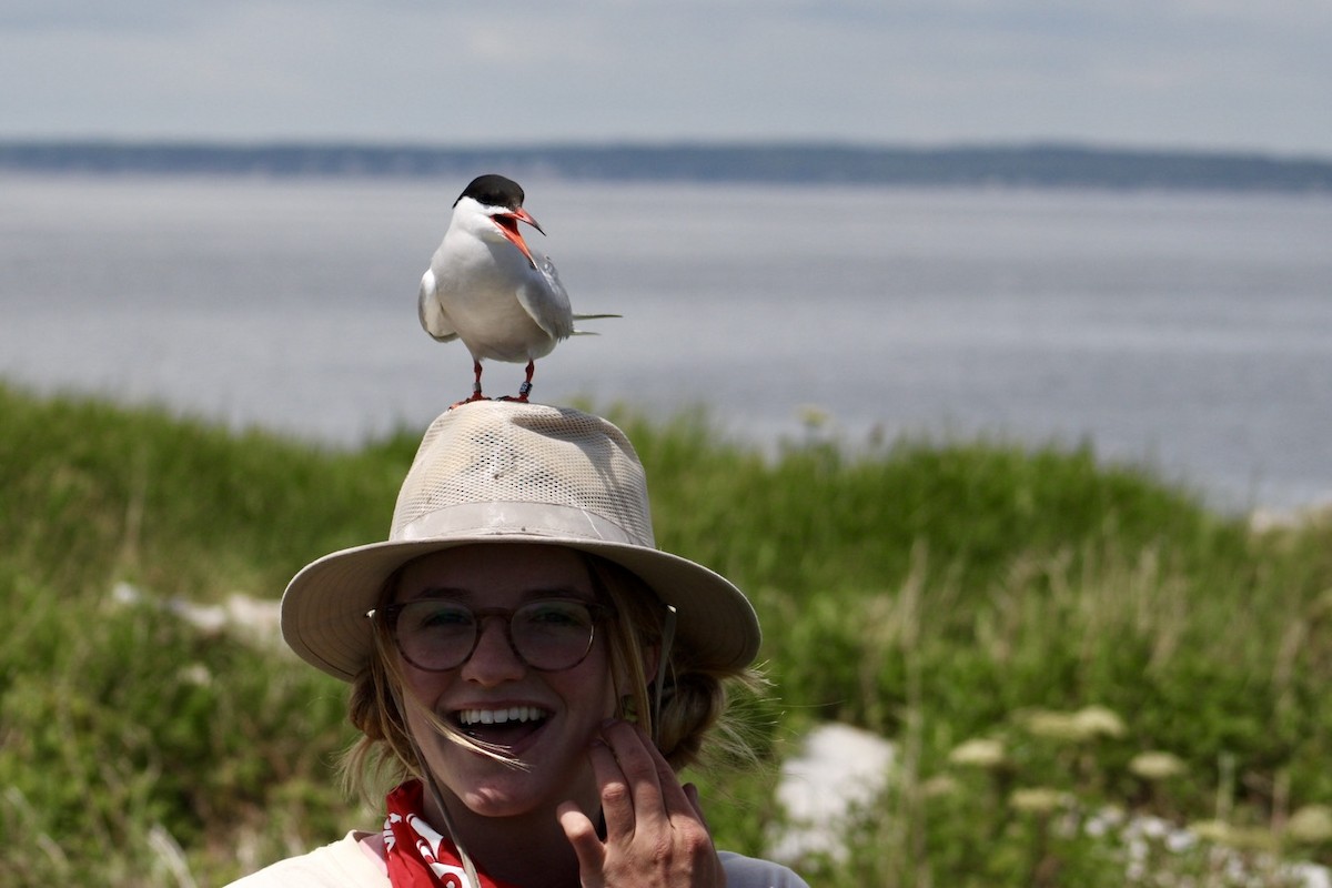 Common Tern - ML647250242