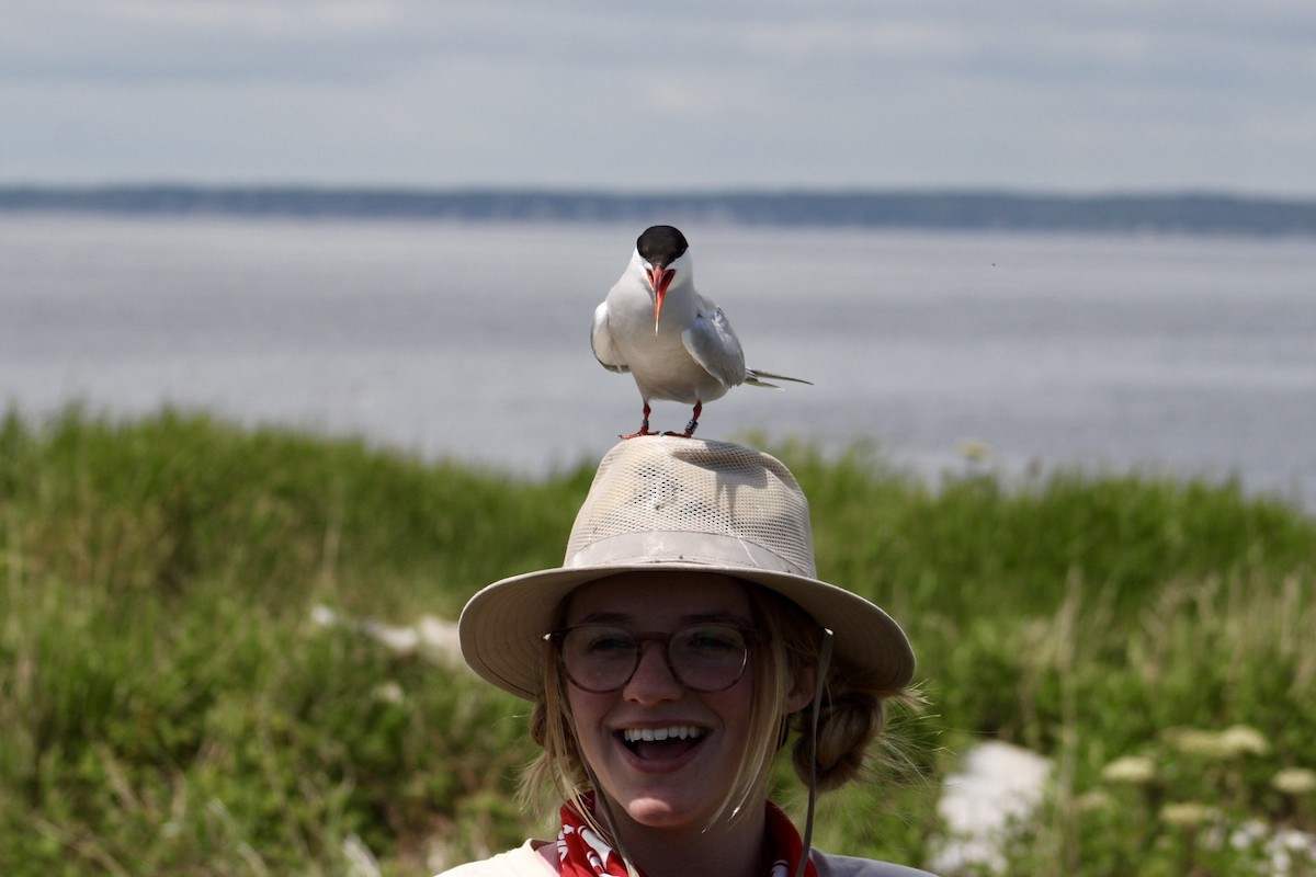 Common Tern - ML647250243