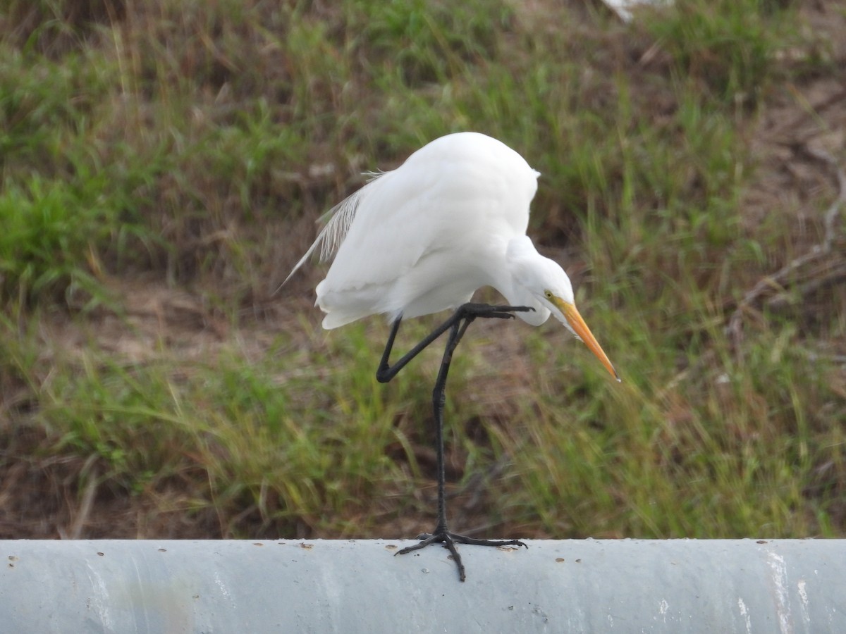 Great Egret - ML647250244