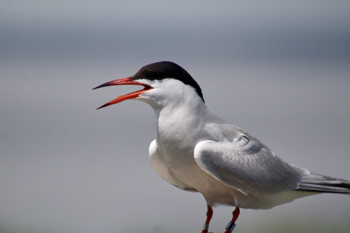 Common Tern - ML647250245