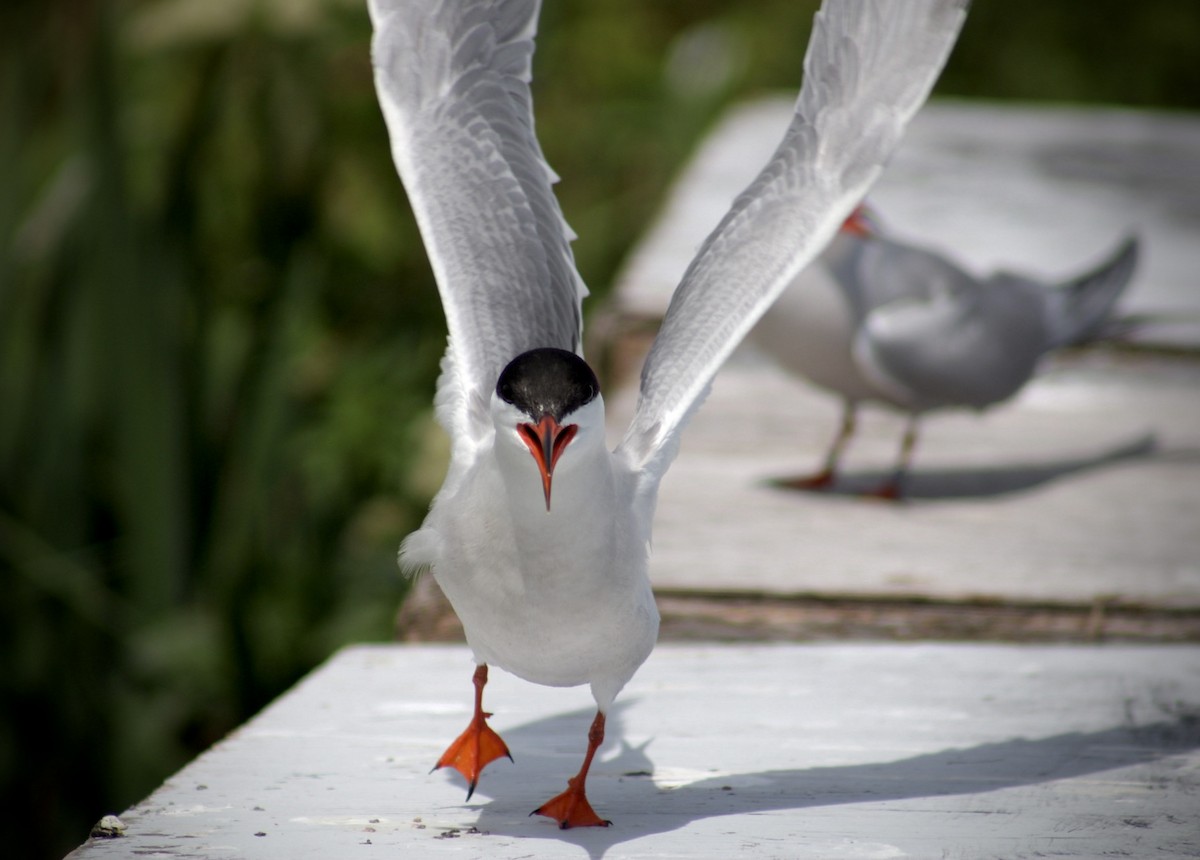 Common Tern - ML647250246