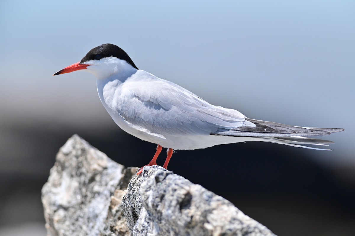Common Tern - ML647250247