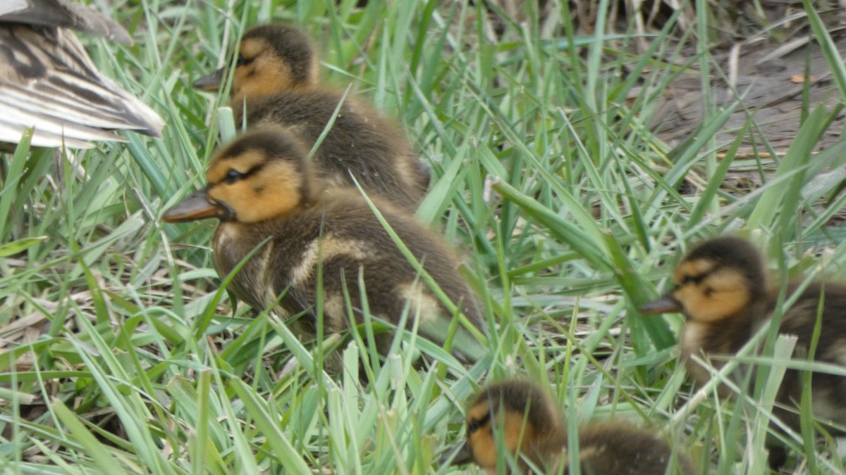 kachna divoká - ML647250248