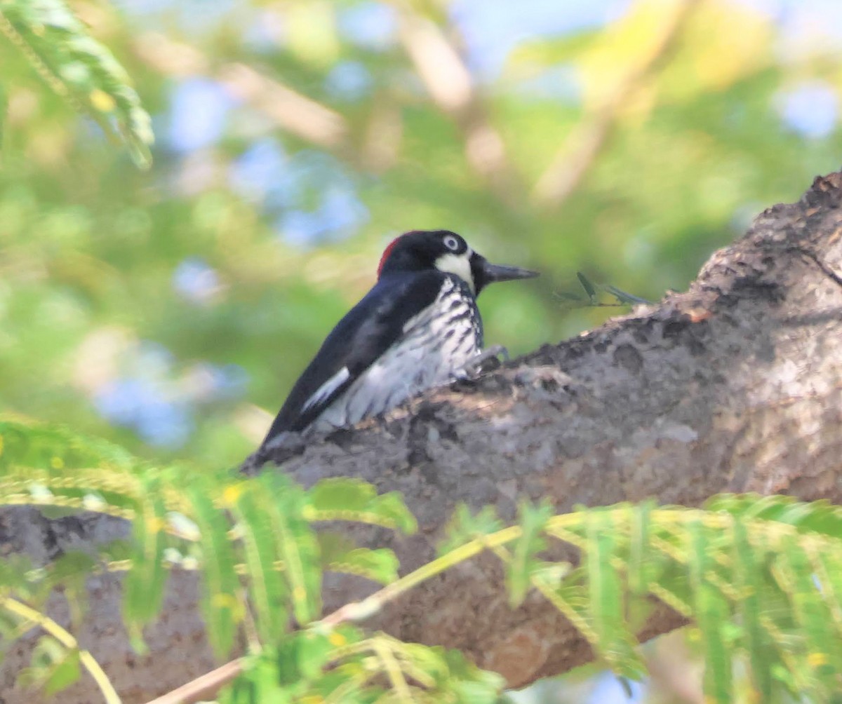 Eichelspecht - ML647250267