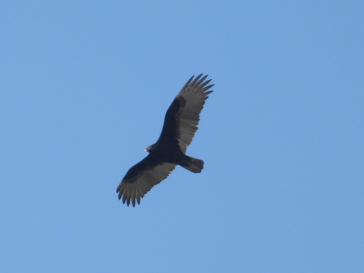 Turkey Vulture - ML647250270