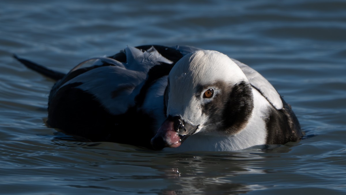 ברווז קרח - ML647250276