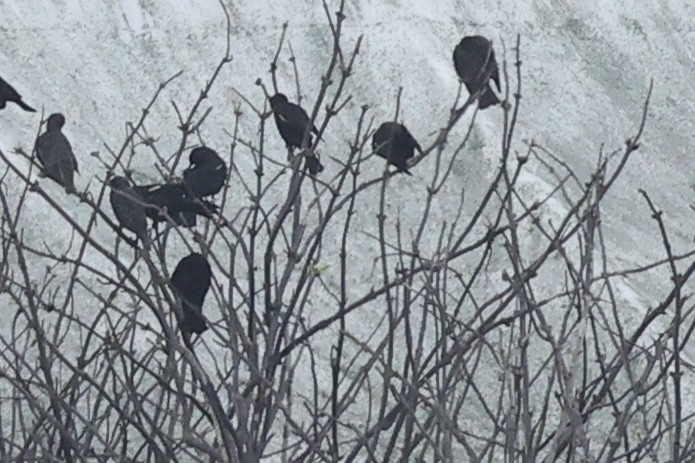 Tricolored Blackbird - ML647250279