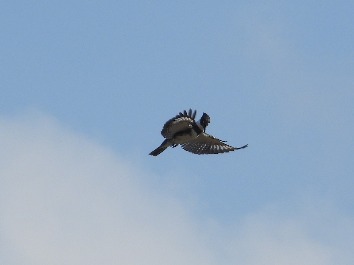 Belted Kingfisher - ML647250314