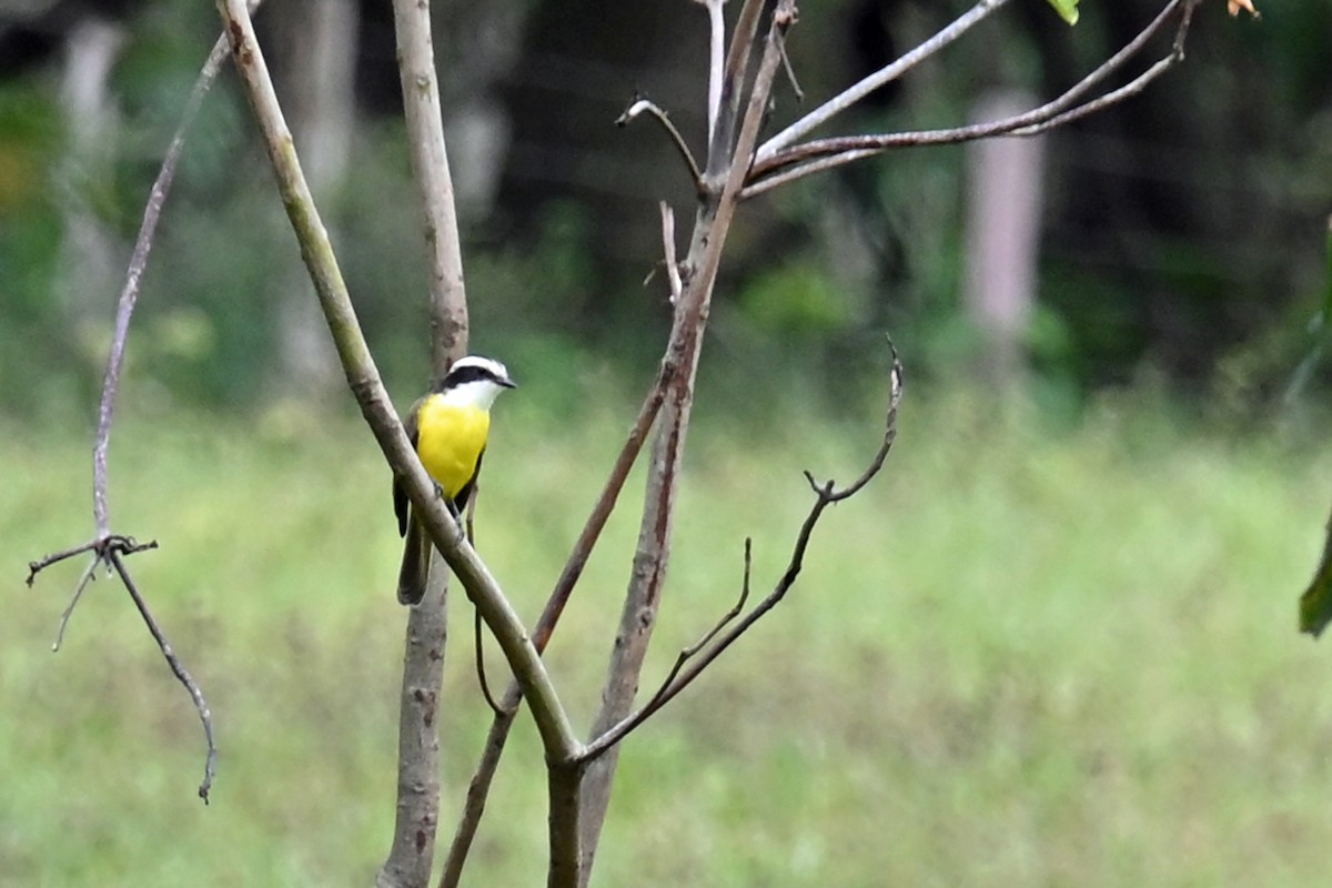 Tyran sociable - ML647250316