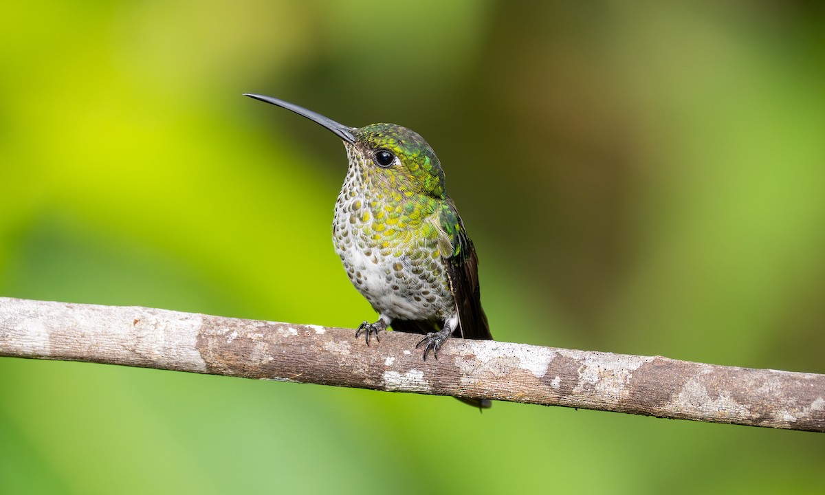 Colibri grivelé - ML647250319
