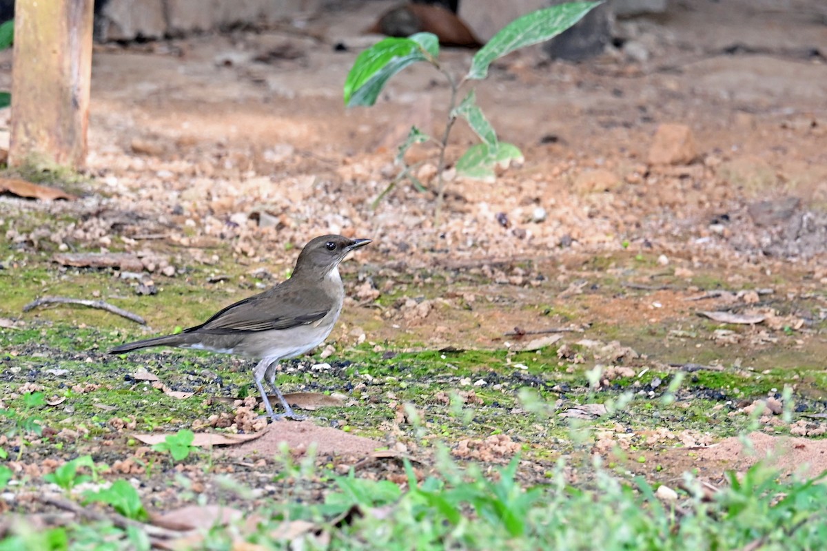 drozd černozobý - ML647250323