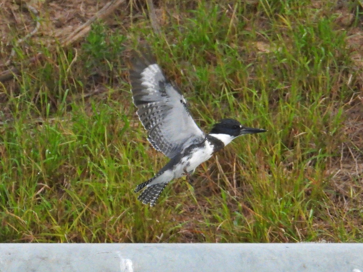 Belted Kingfisher - ML647250335