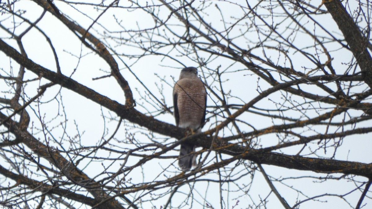 jestřáb americký - ML647250349