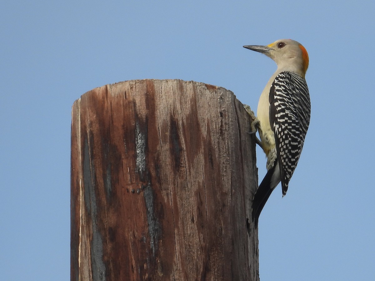 Golden-fronted Woodpecker - ML647250361