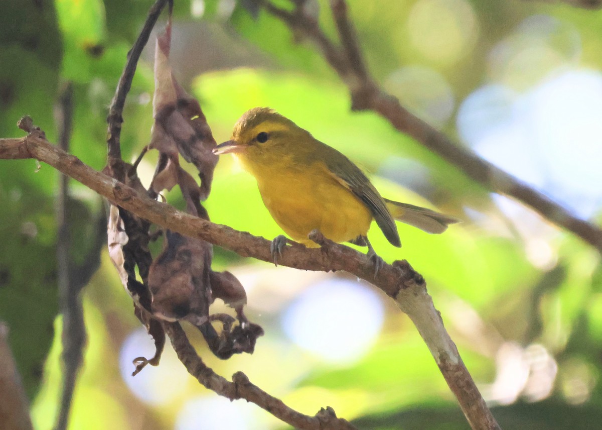Goldbauchvireo - ML647250364