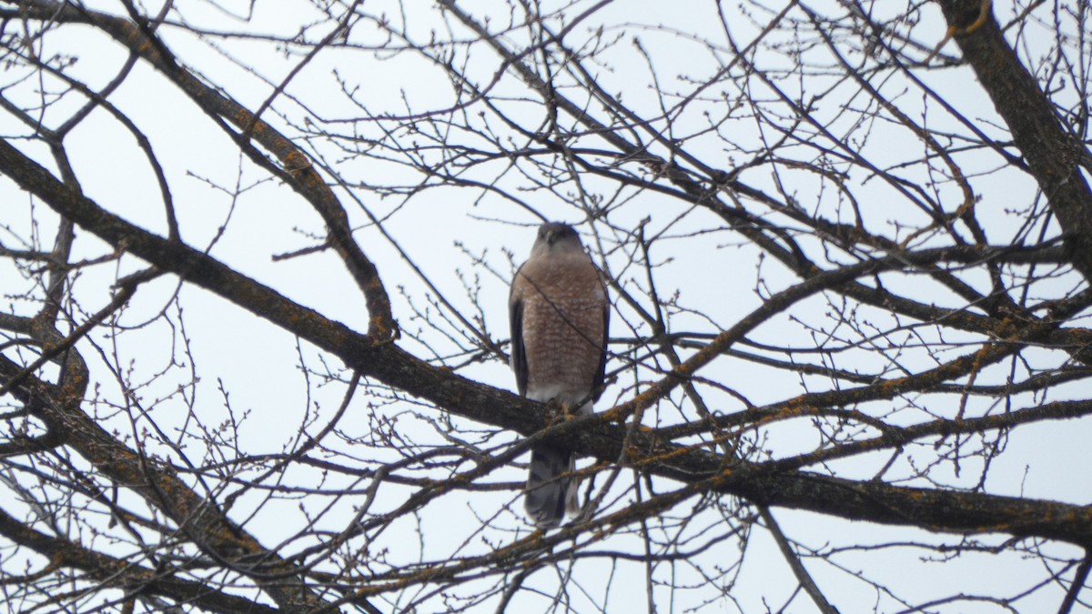 jestřáb americký - ML647250365