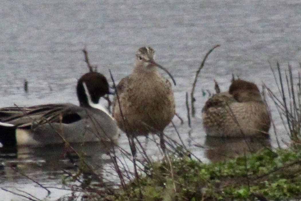 Courlis à long bec - ML647250367