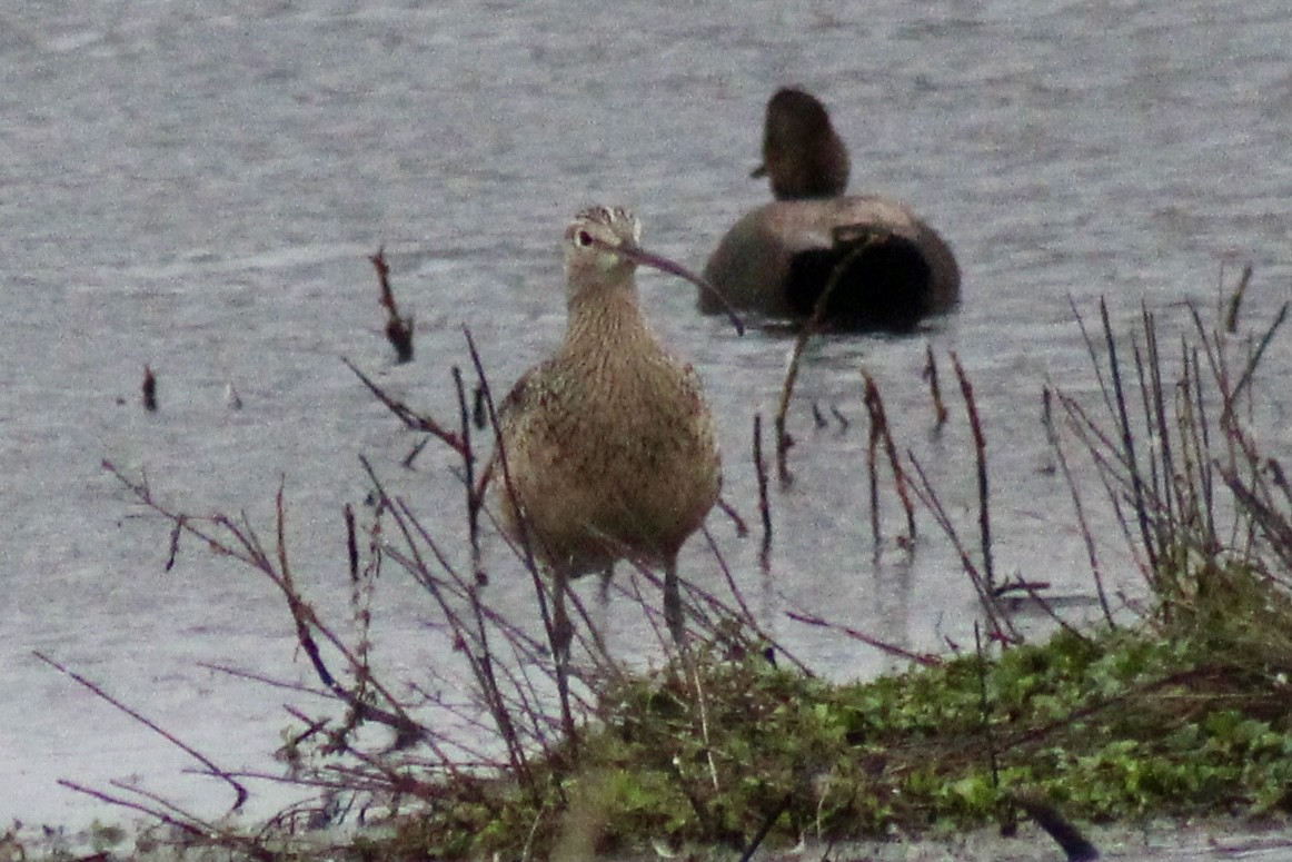 Courlis à long bec - ML647250368