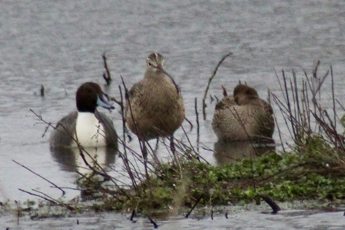Courlis à long bec - ML647250369