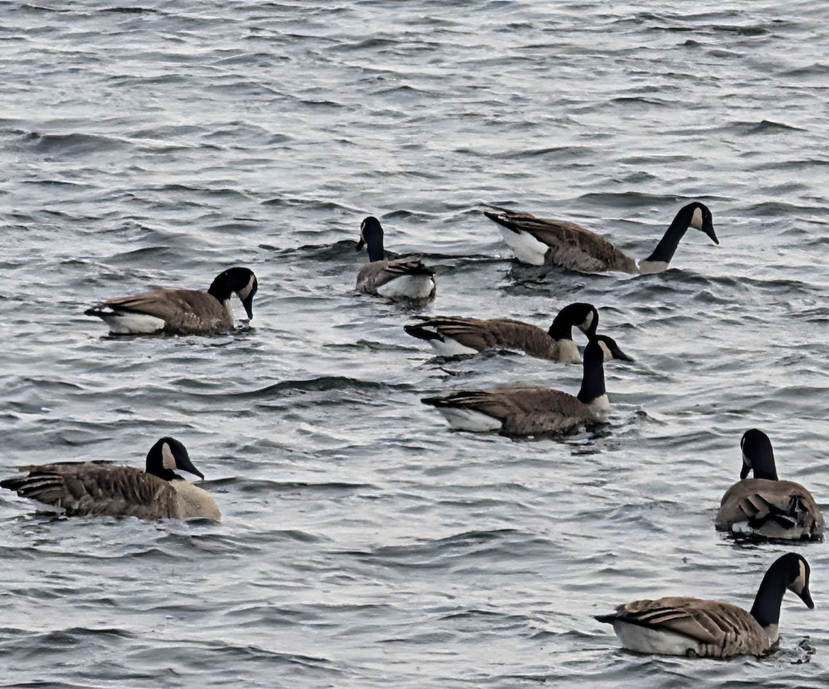 ברנטה קנדית - ML647250370