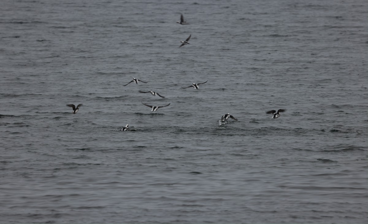 Long-tailed Duck - ML647250376
