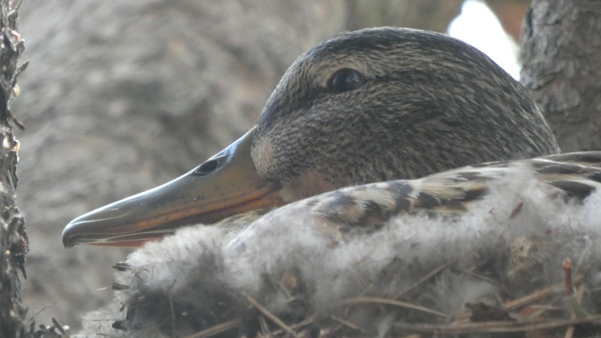 kachna divoká - ML647250386