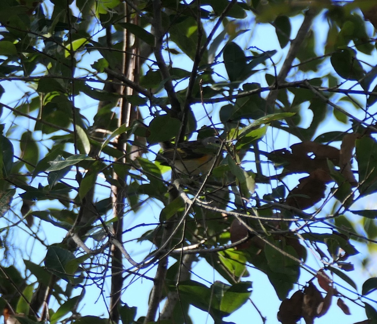 American Redstart - ML647250398