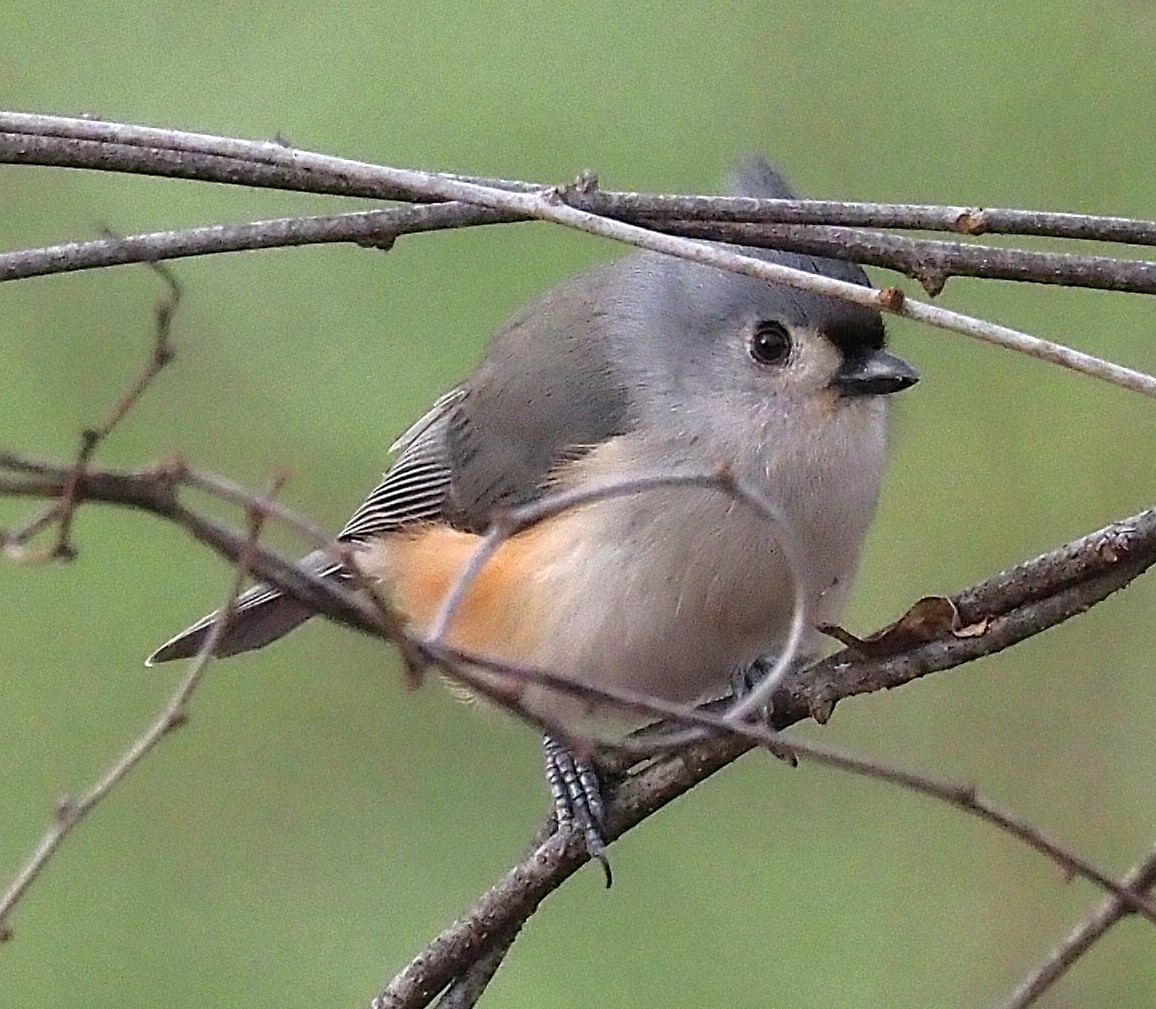 gråduskmeis - ML647250406