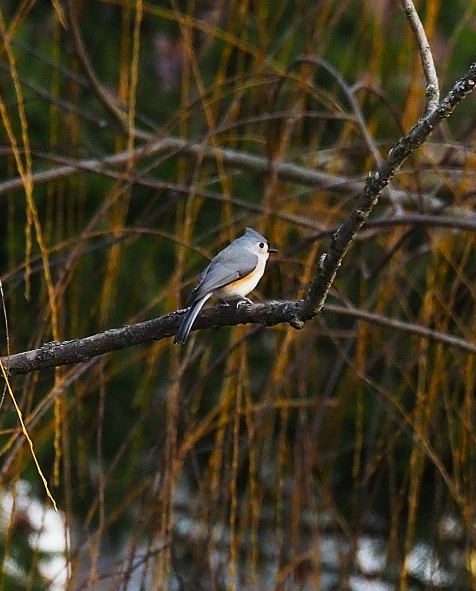 gråduskmeis - ML647250407