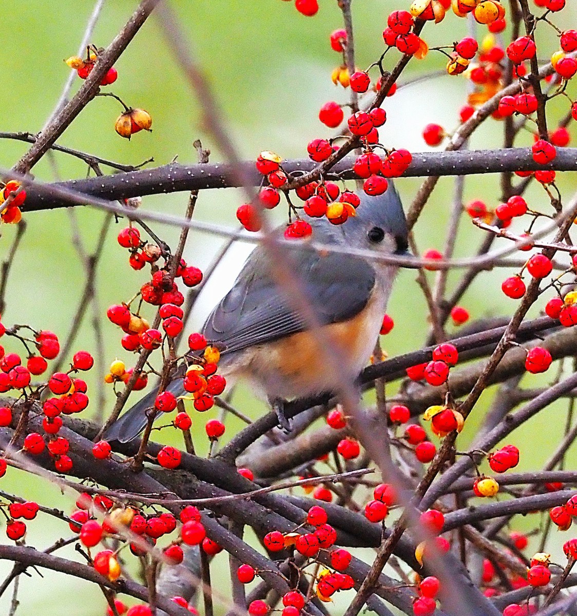 gråduskmeis - ML647250408