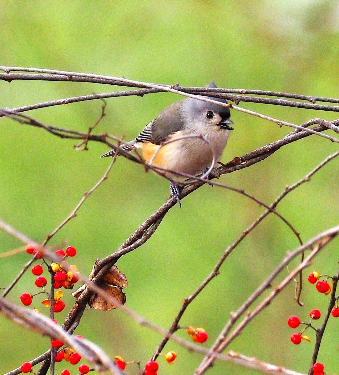 gråduskmeis - ML647250409