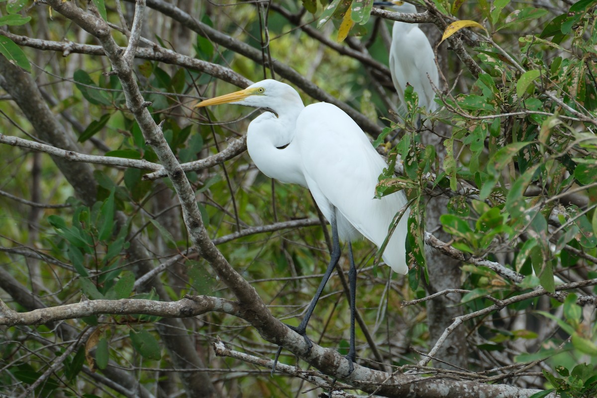 大白鷺 - ML647250410