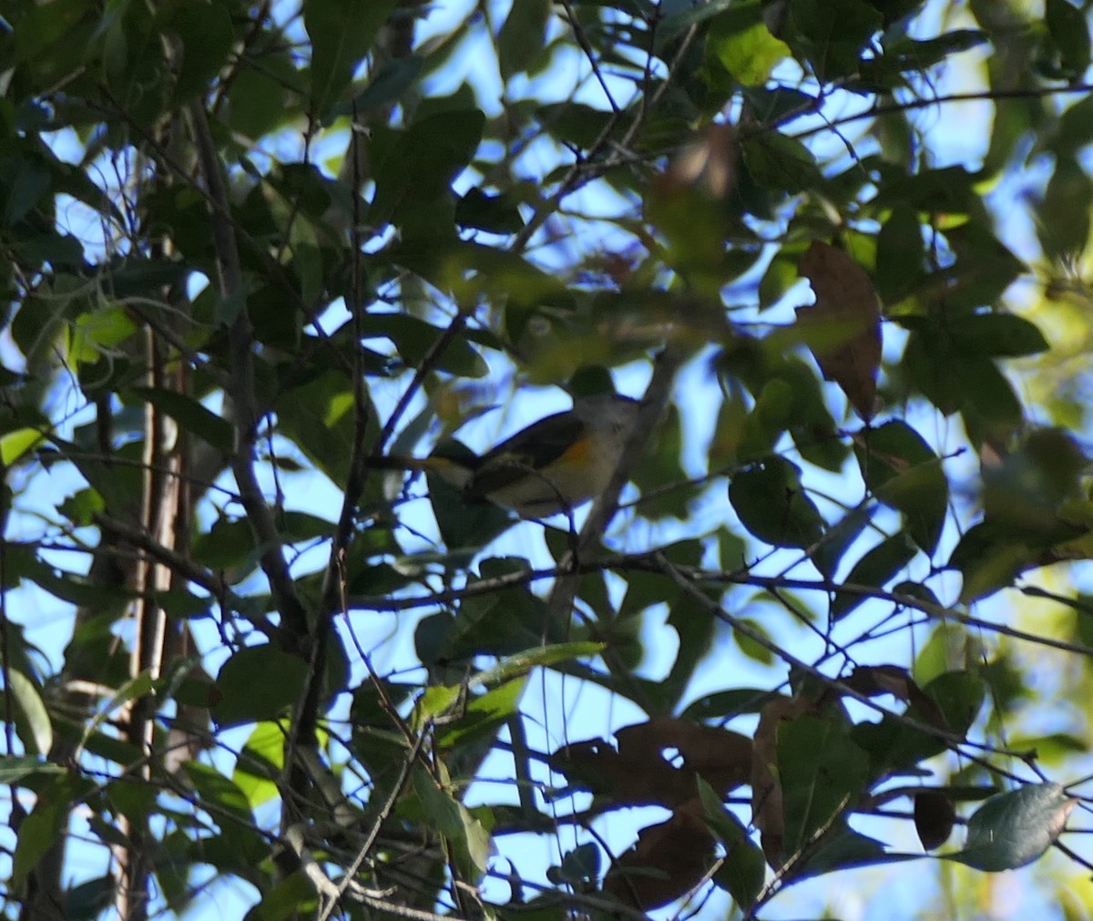 American Redstart - ML647250411
