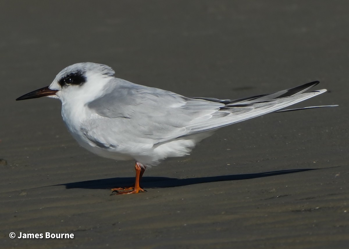 Forster's Tern - ML647250414