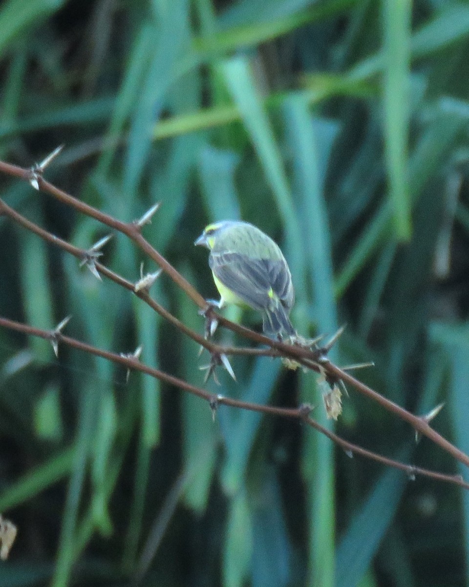 Kara Bıyıklı Sarı İskete - ML647250416