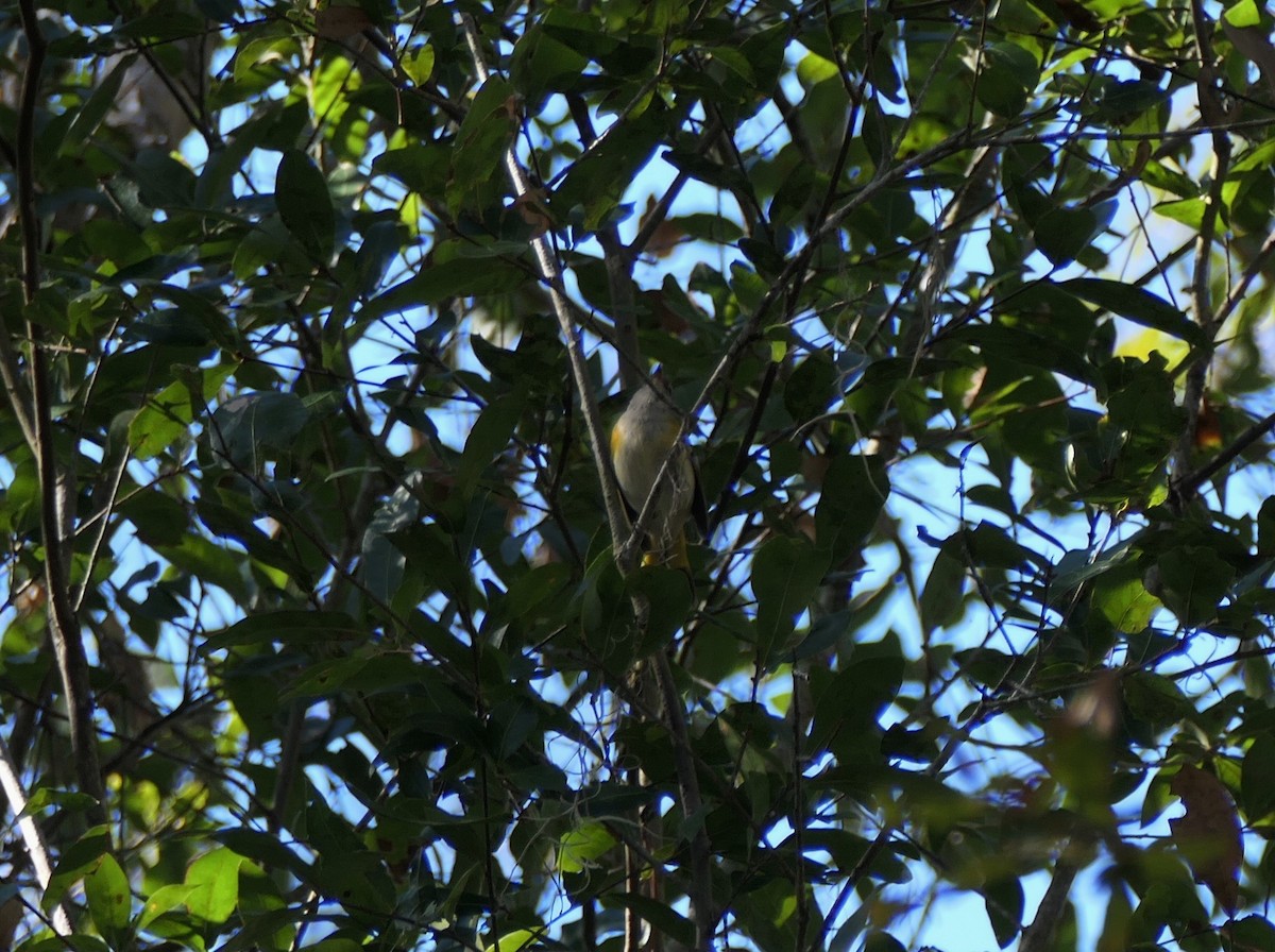 American Redstart - ML647250417