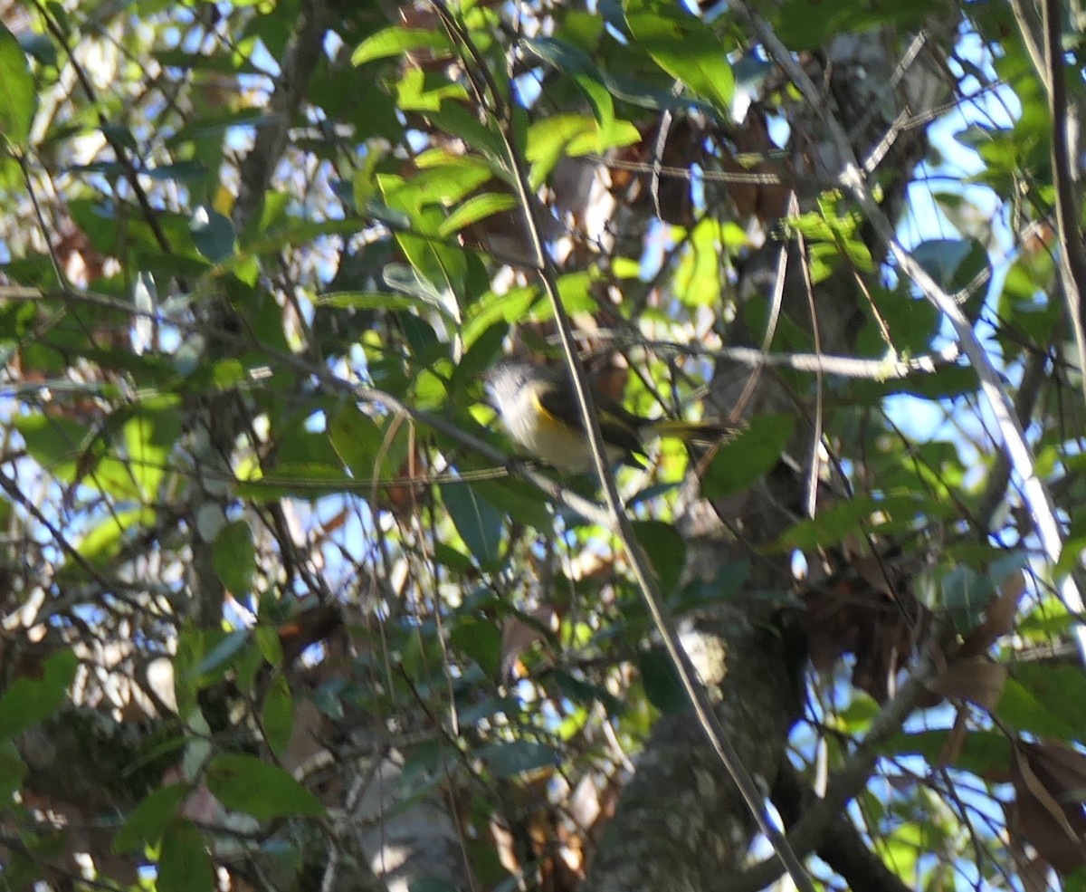 American Redstart - ML647250435