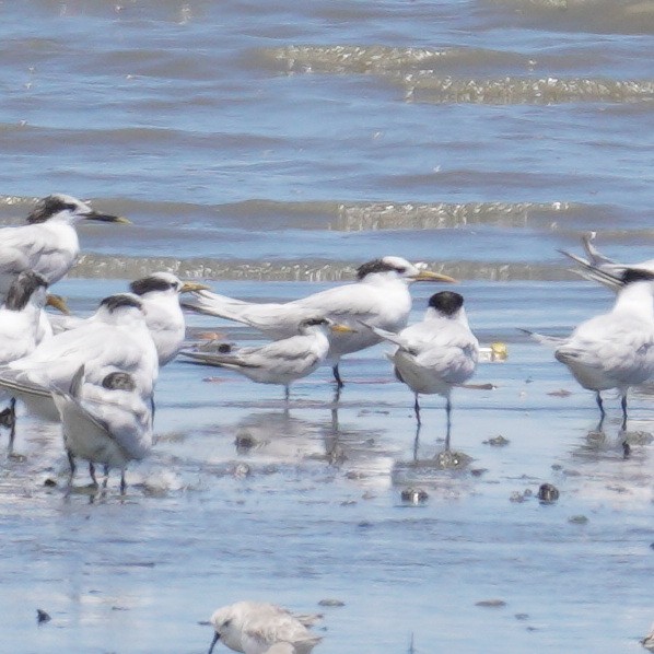 Амазонская крачка - ML647250445