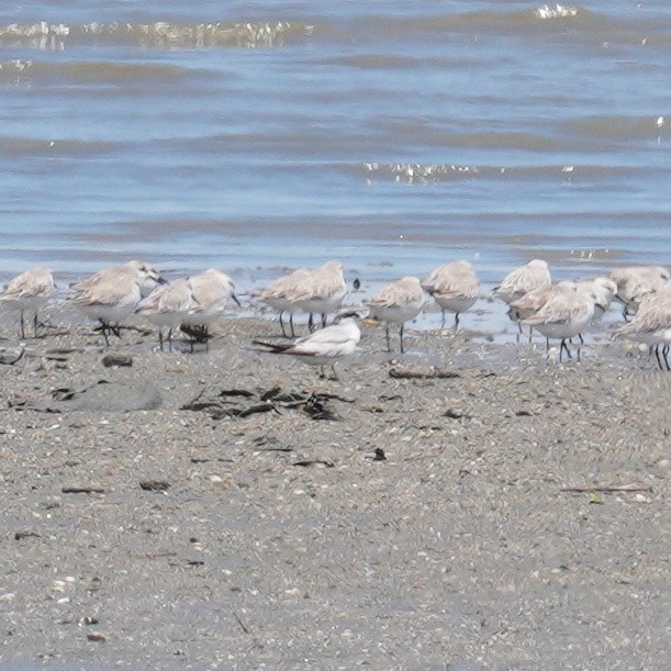 Амазонская крачка - ML647250446