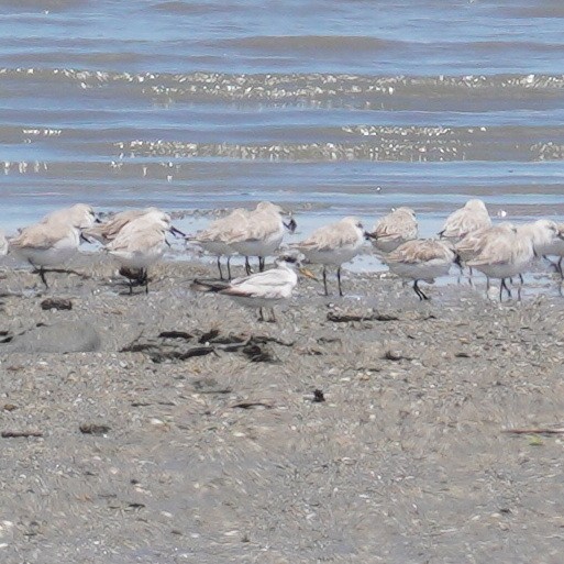 Амазонская крачка - ML647250447