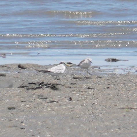 Амазонская крачка - ML647250448