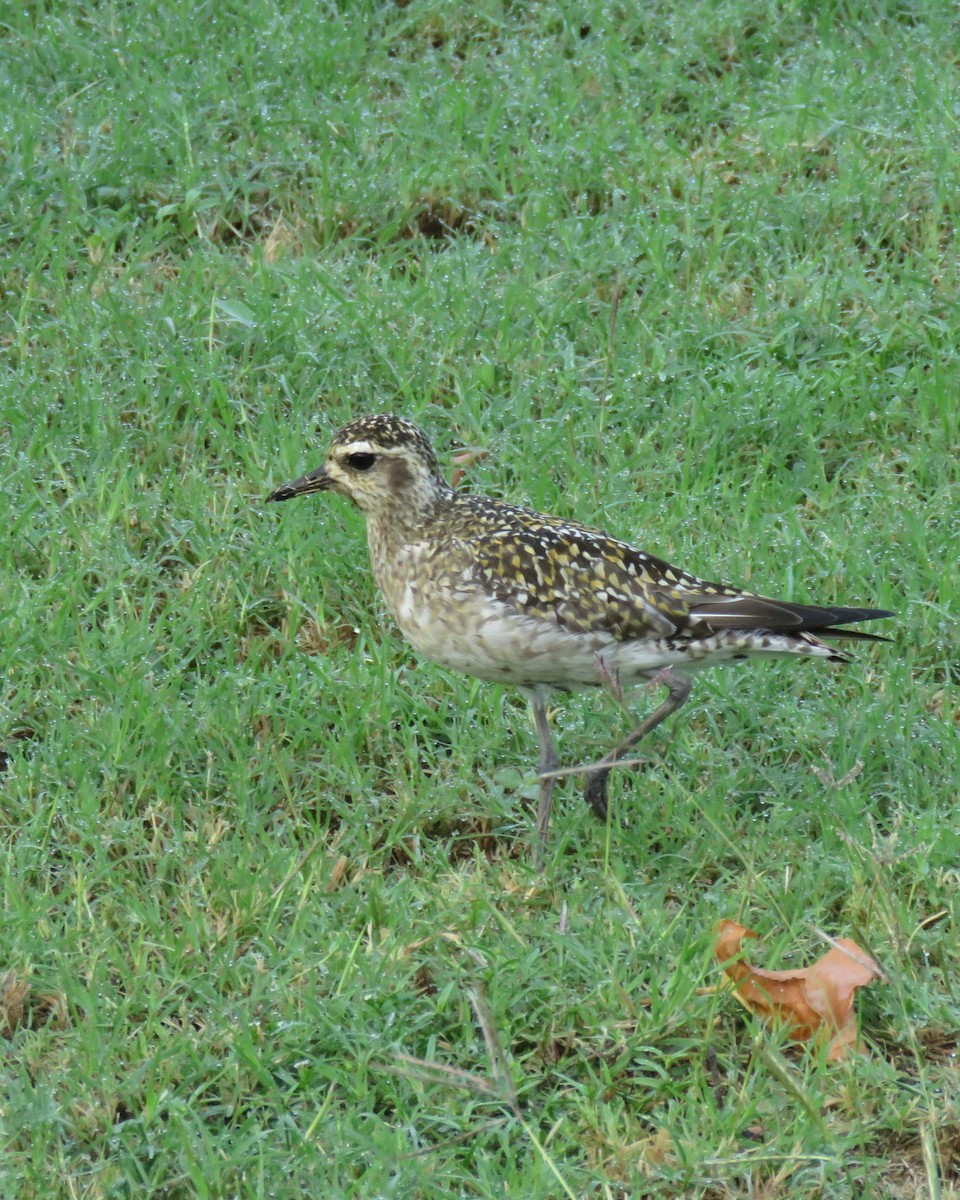 kulík pacifický - ML647250451