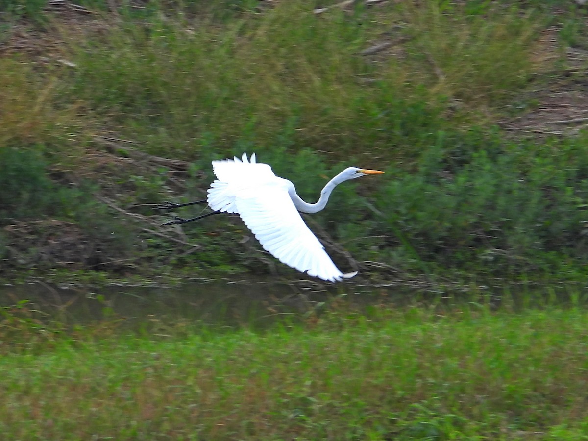 Great Egret - ML647250455